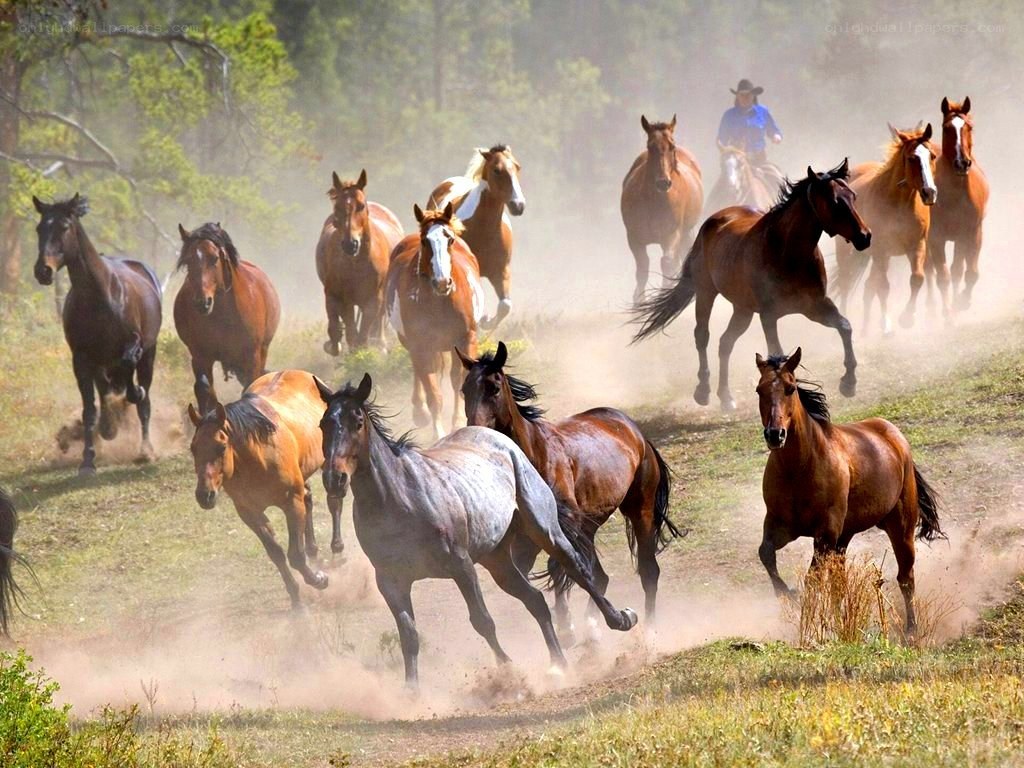 Horses running in a dusty field
