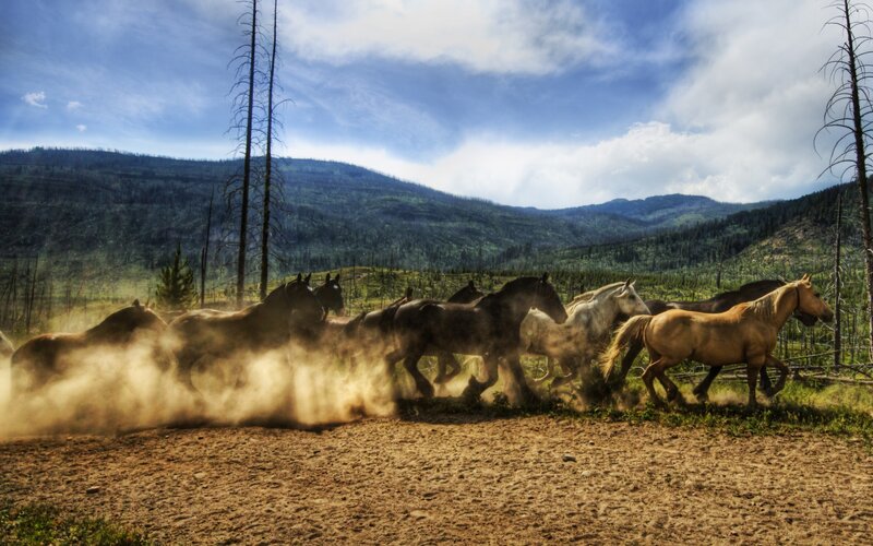 Horses running in a dusty field
