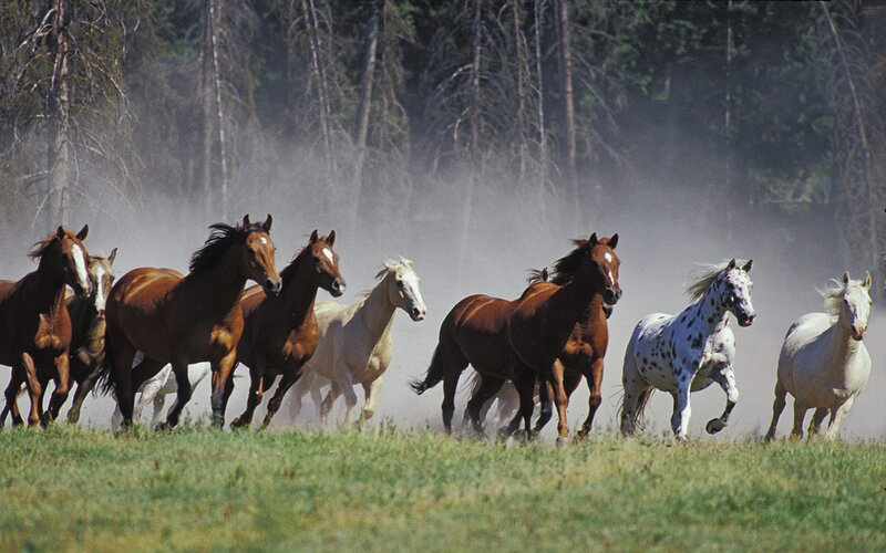 horses running in a field