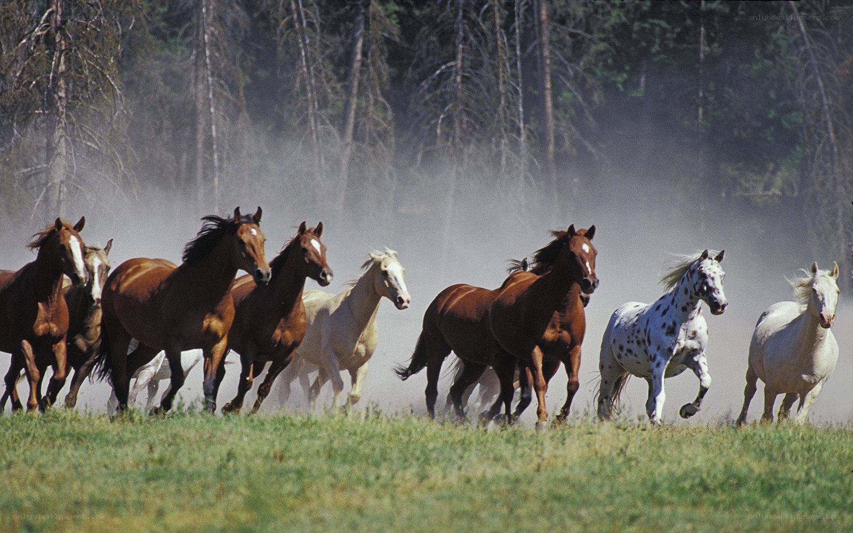 horses running in a field