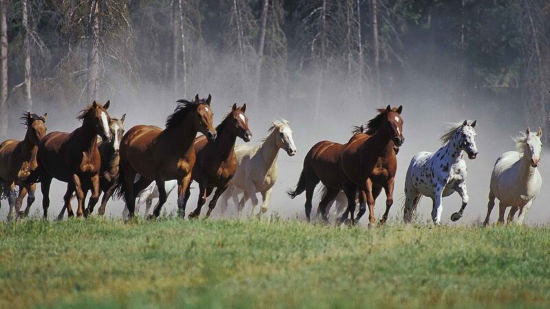 horses running in a field