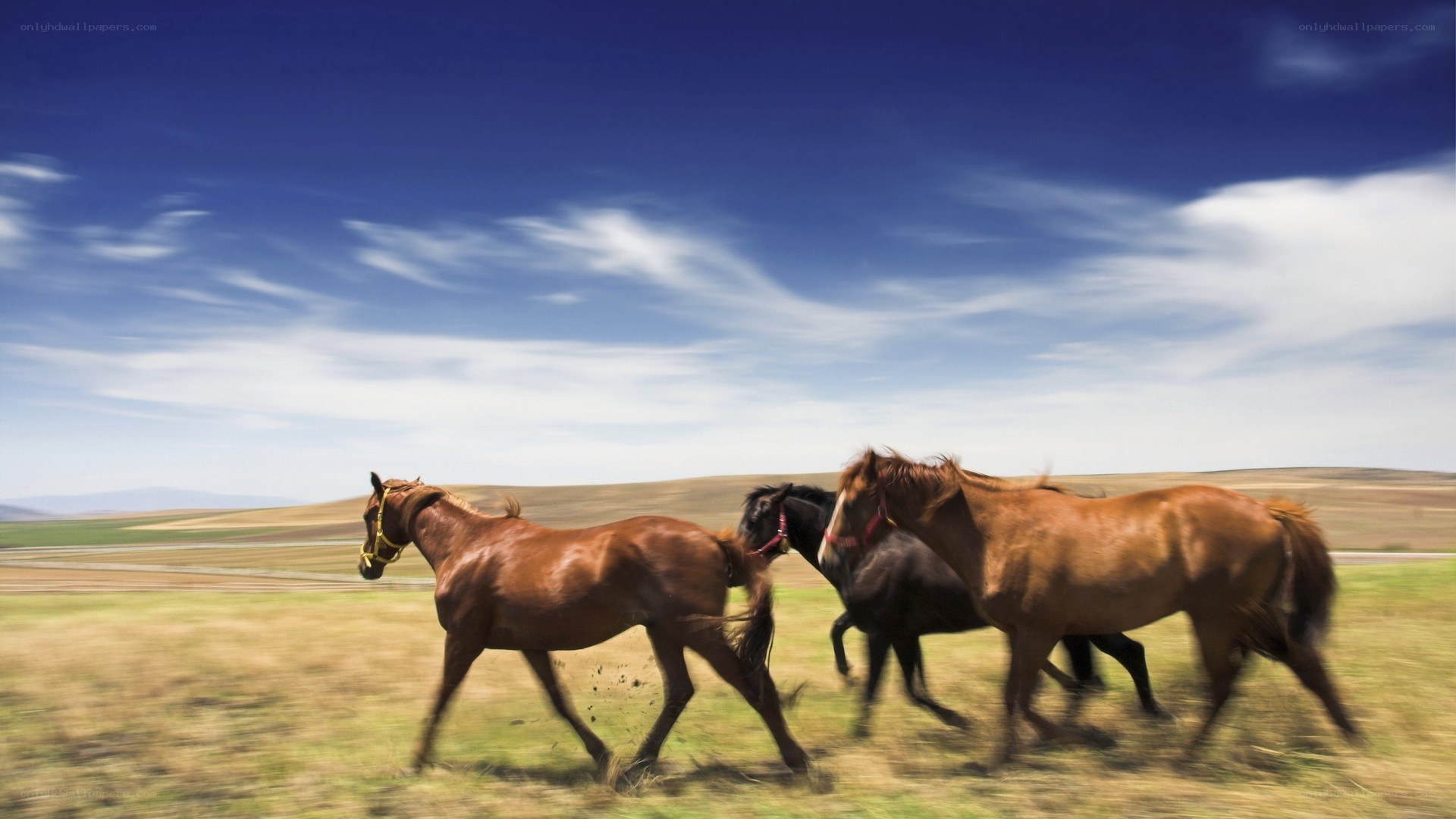 Horses running in a field
