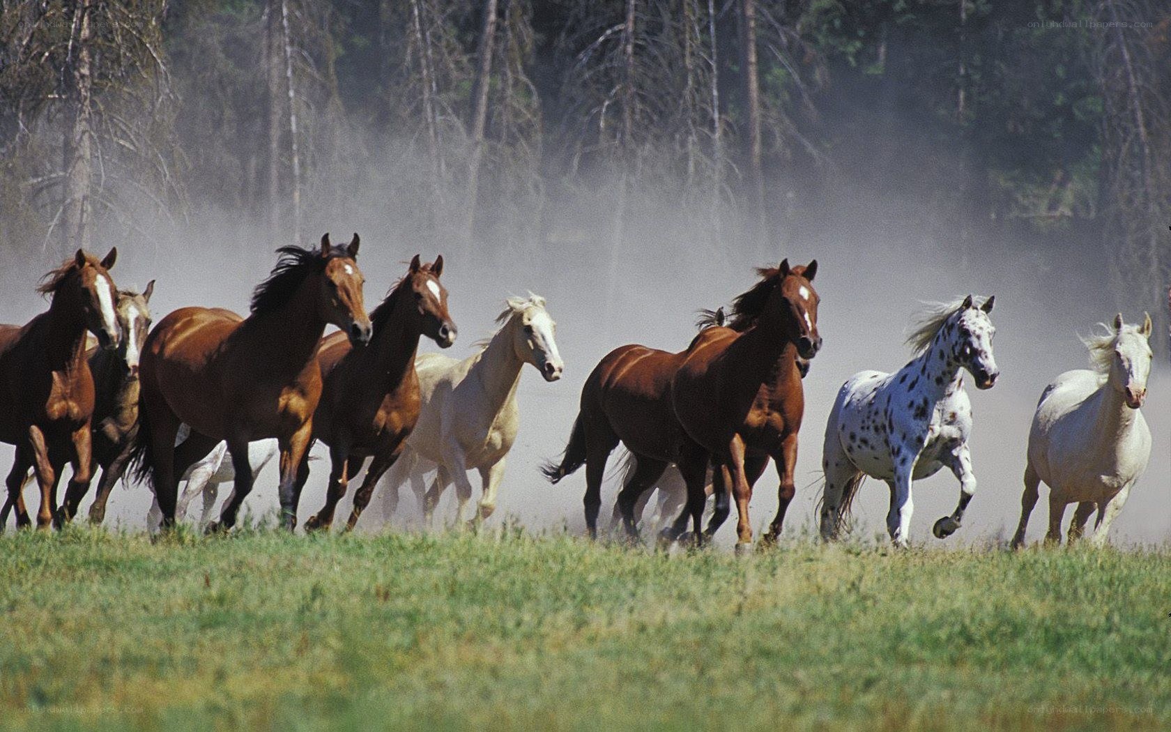 Horses running in a field