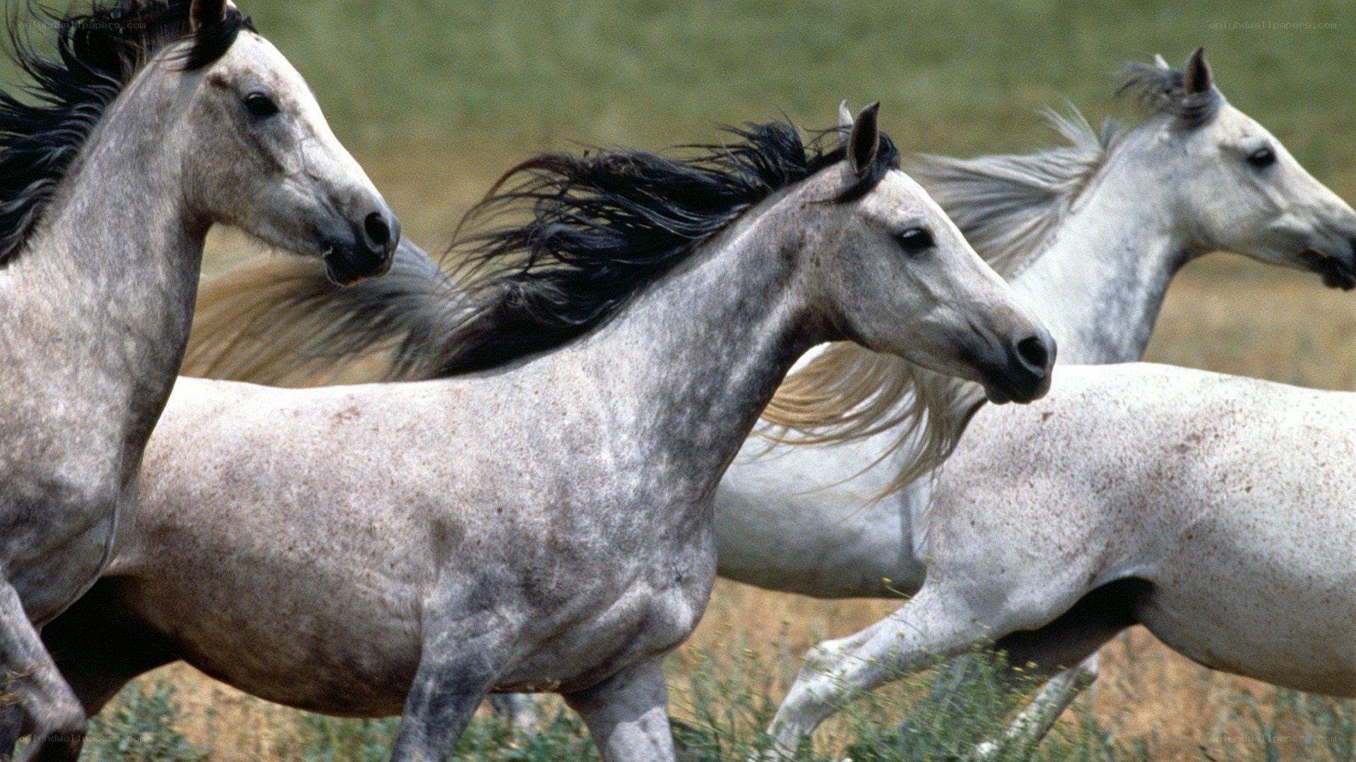 horses running in a field