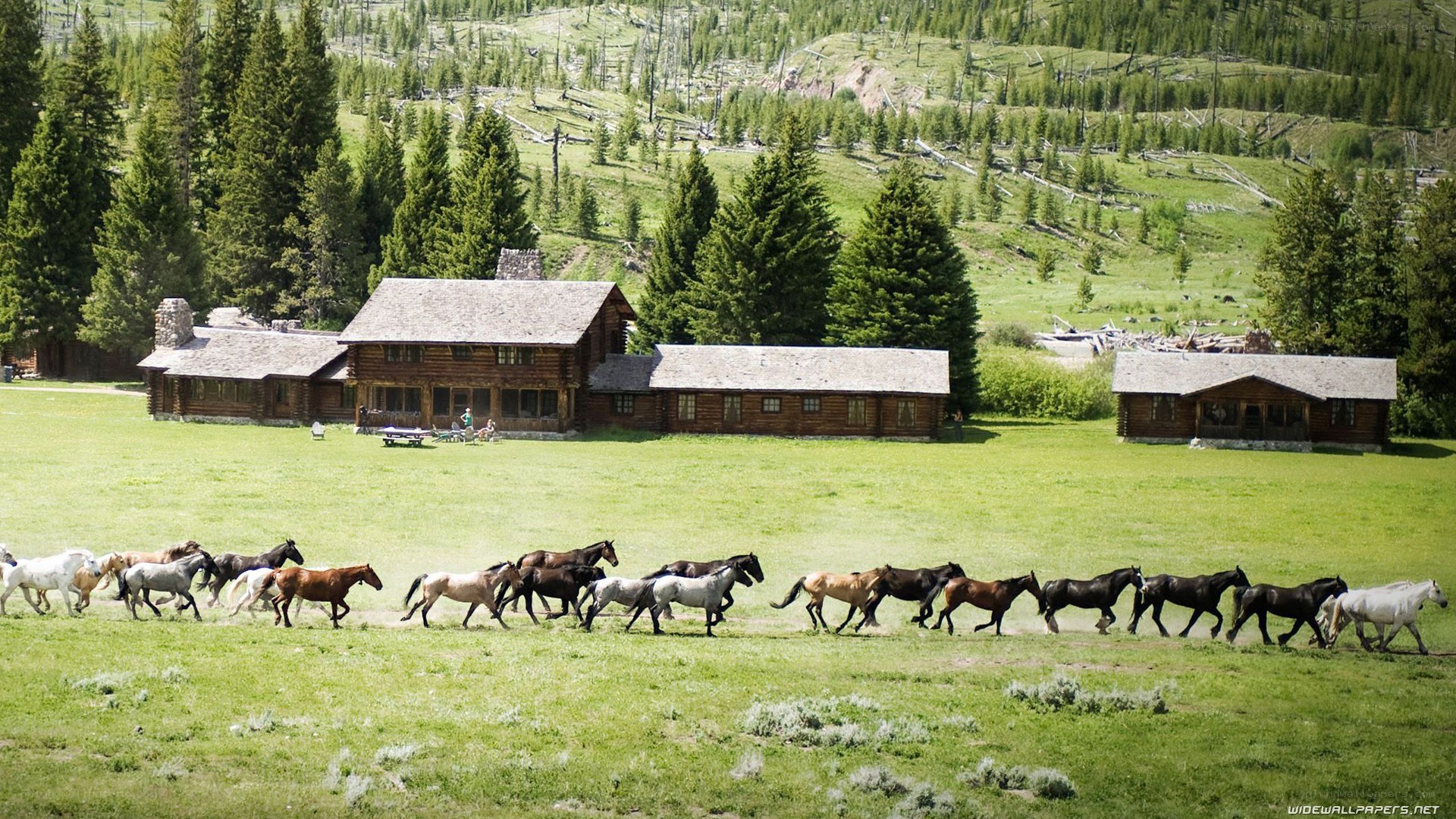 Horses running in a field