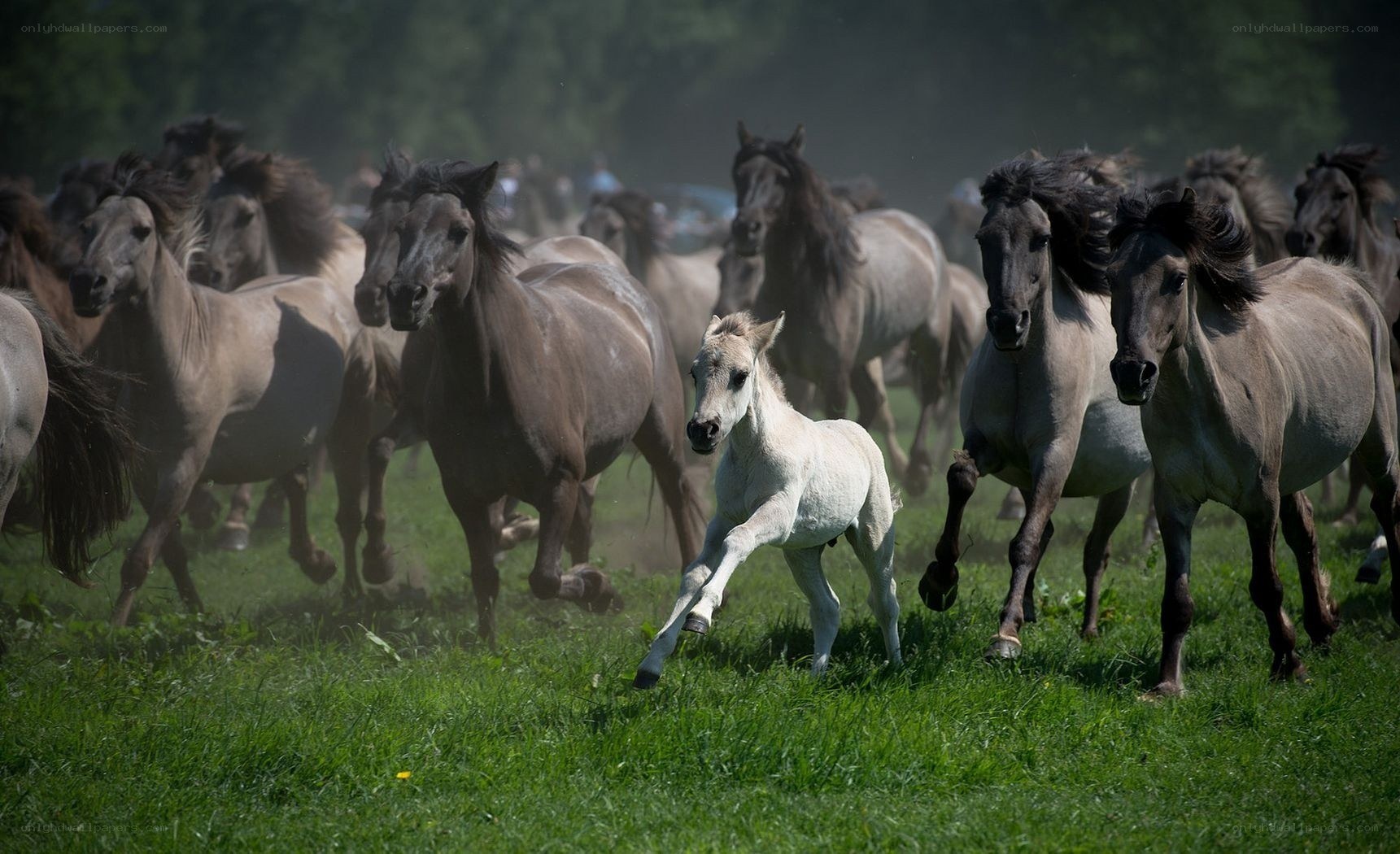Horses running in a field