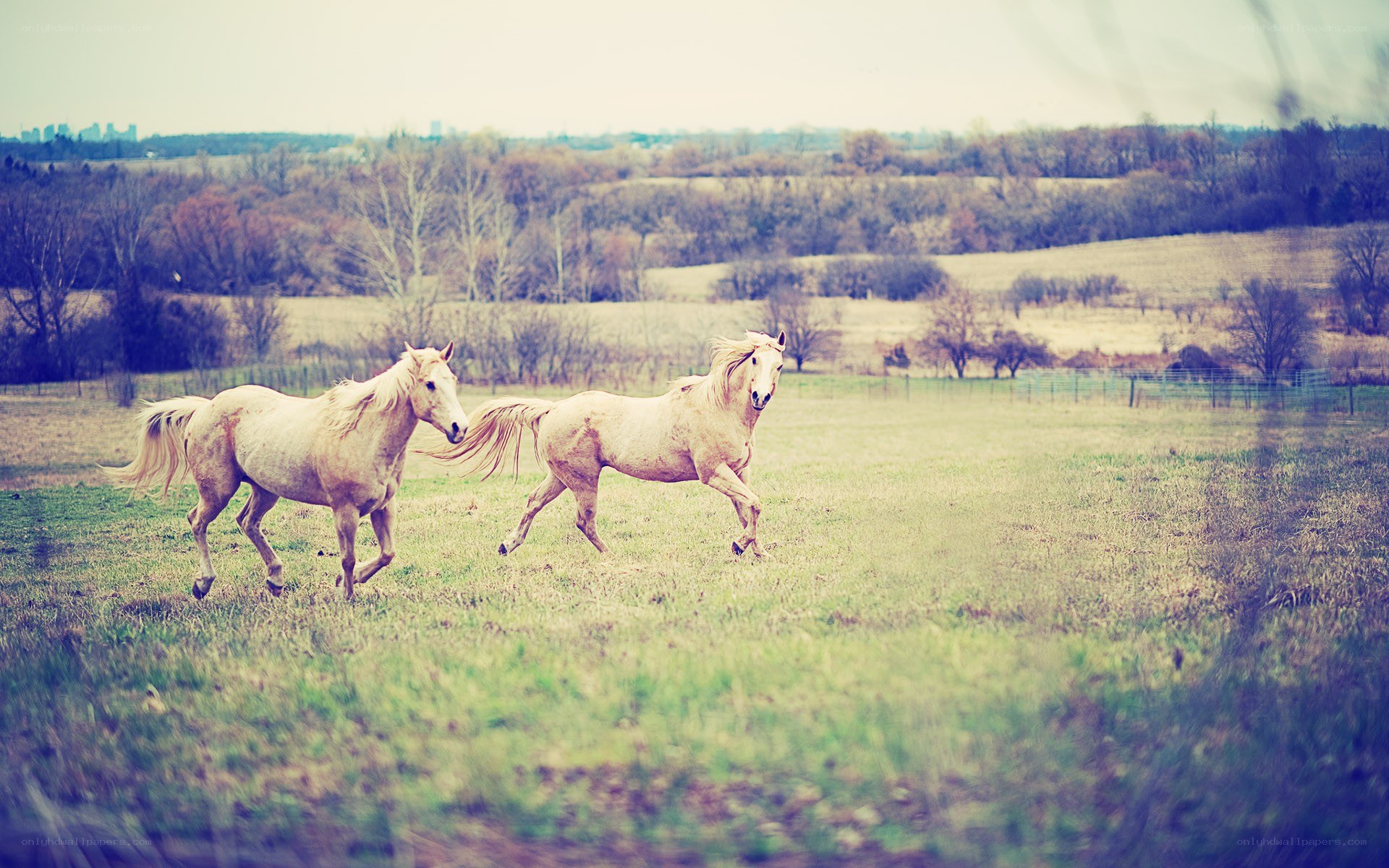 horses running in a field
