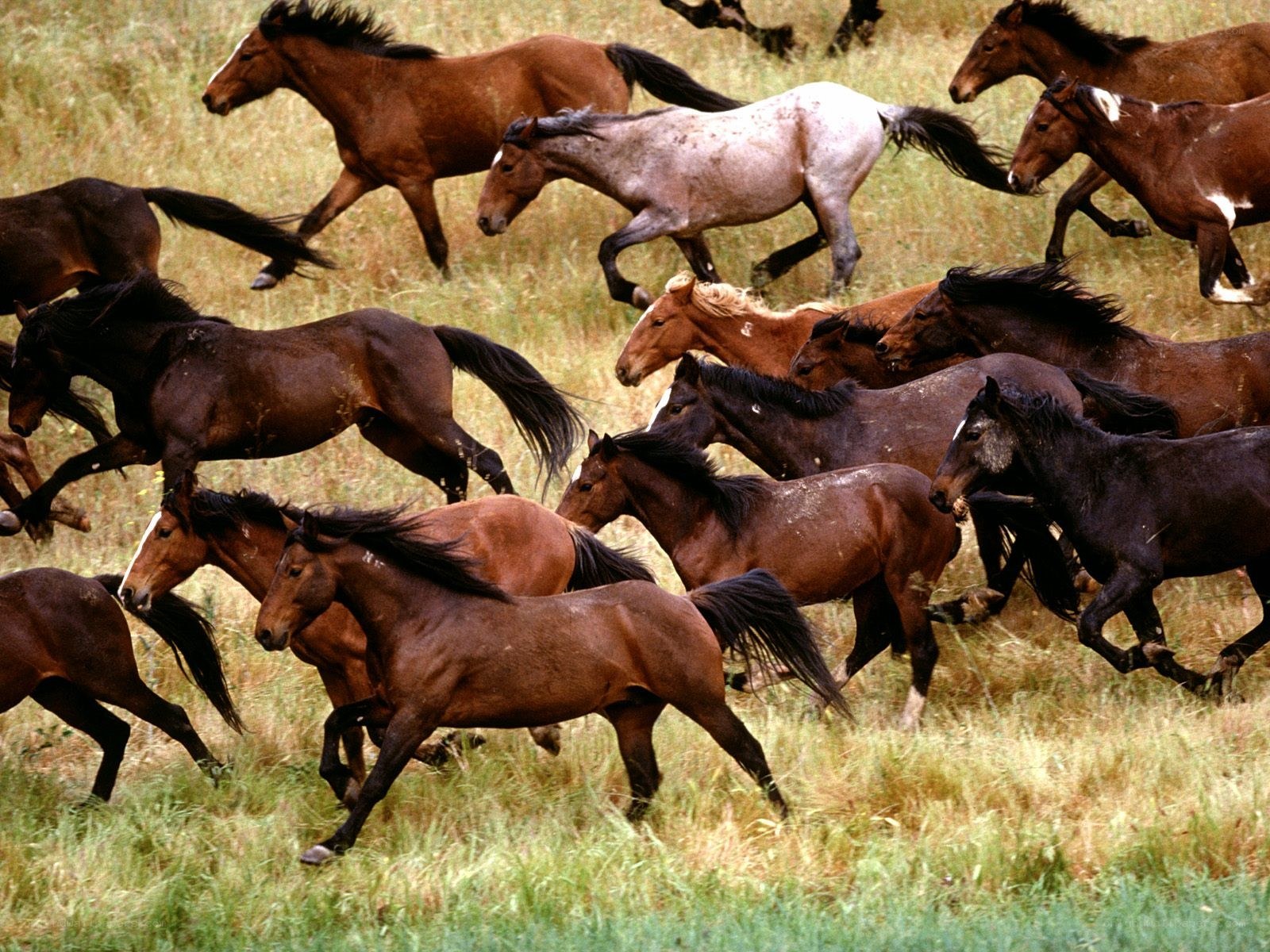 Horses running in a field