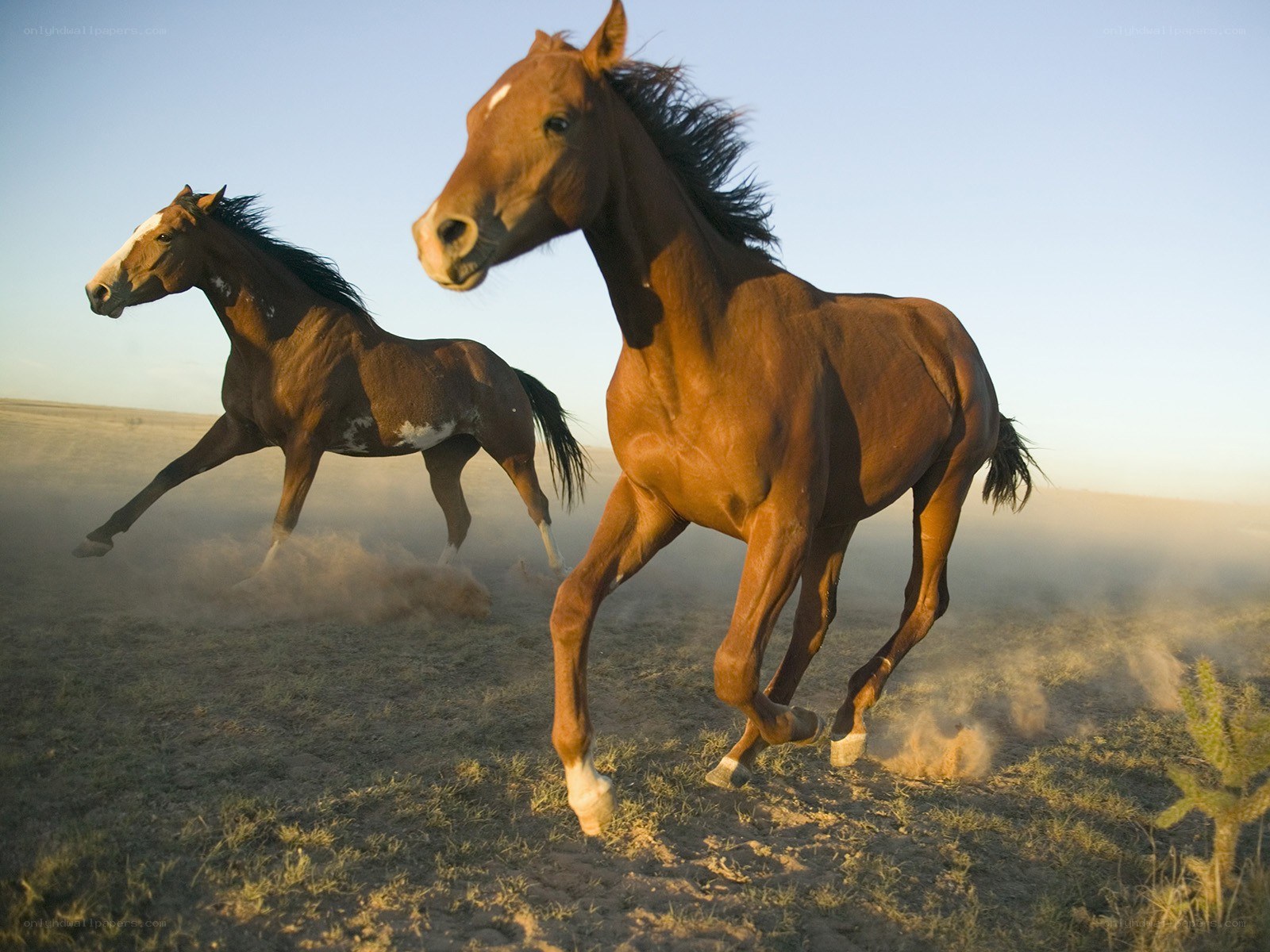 Horses running in a field