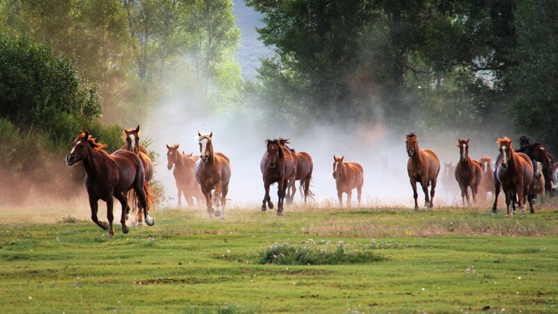 Horses running in a field