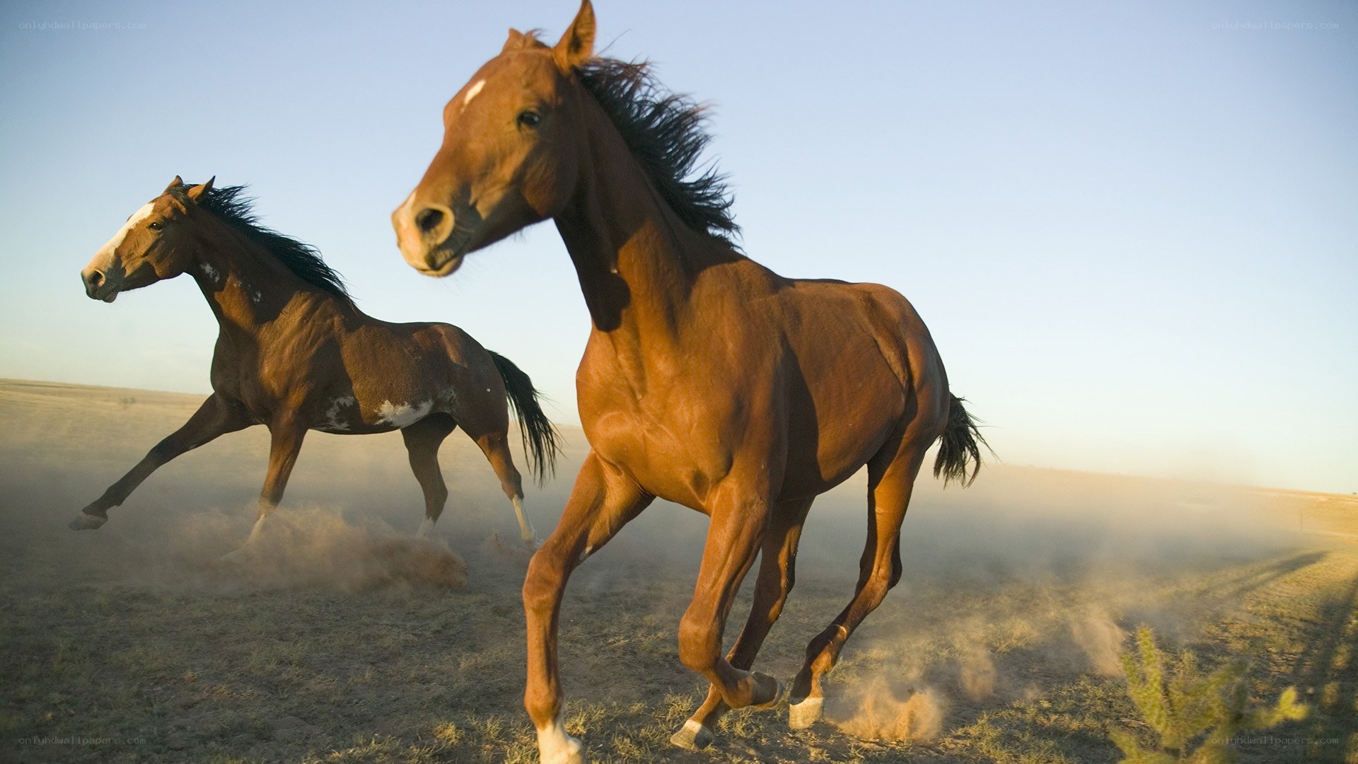 Horses running in a field