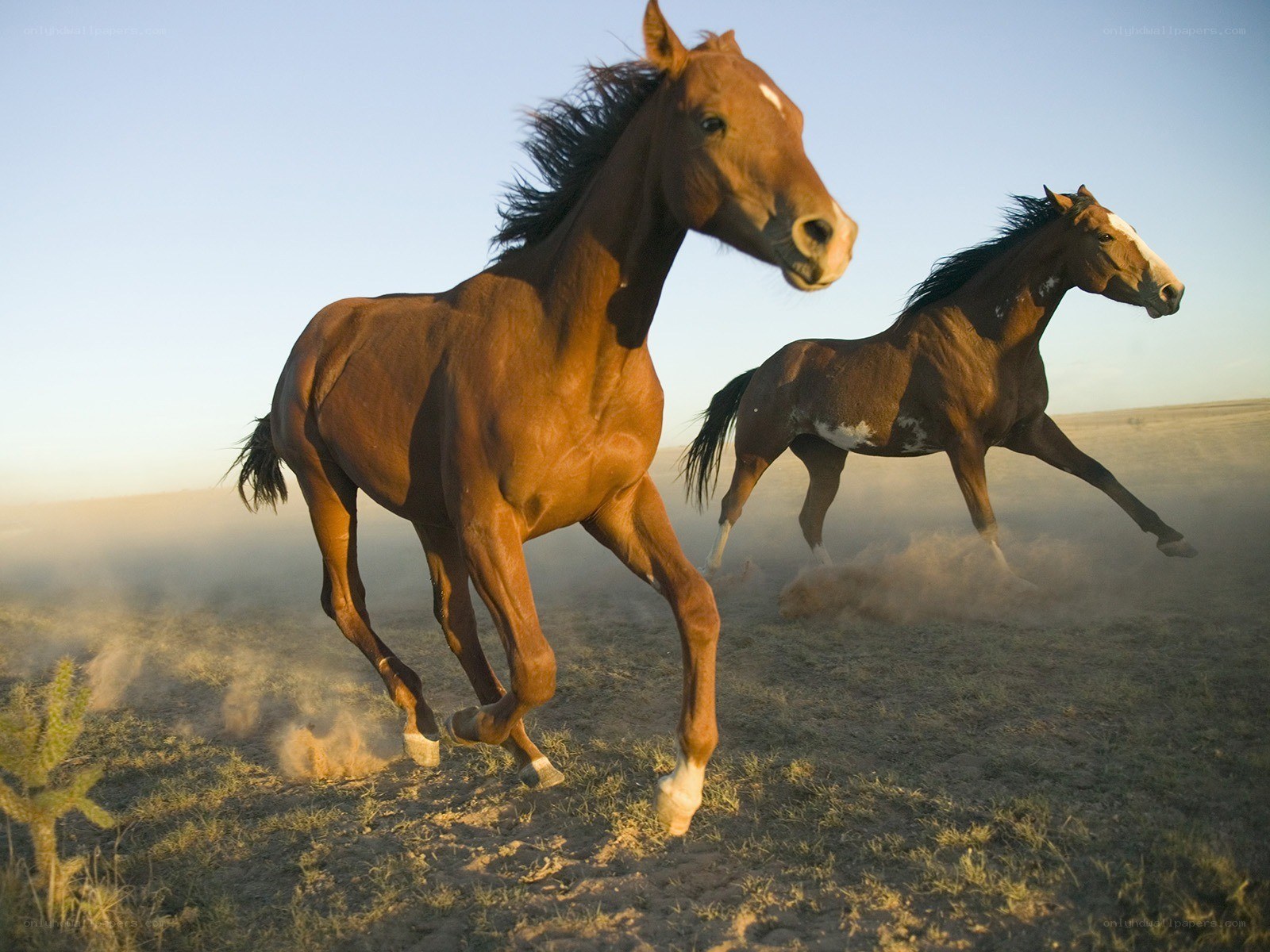 Horses running in a field