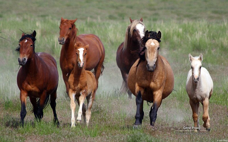 Horses running in a field