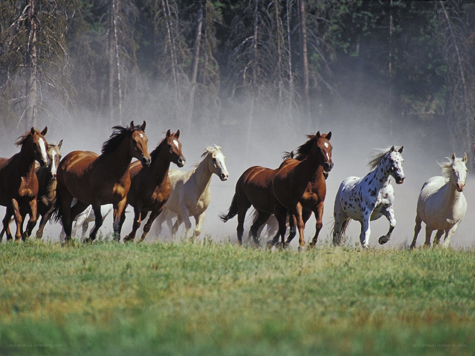 horses running in a field