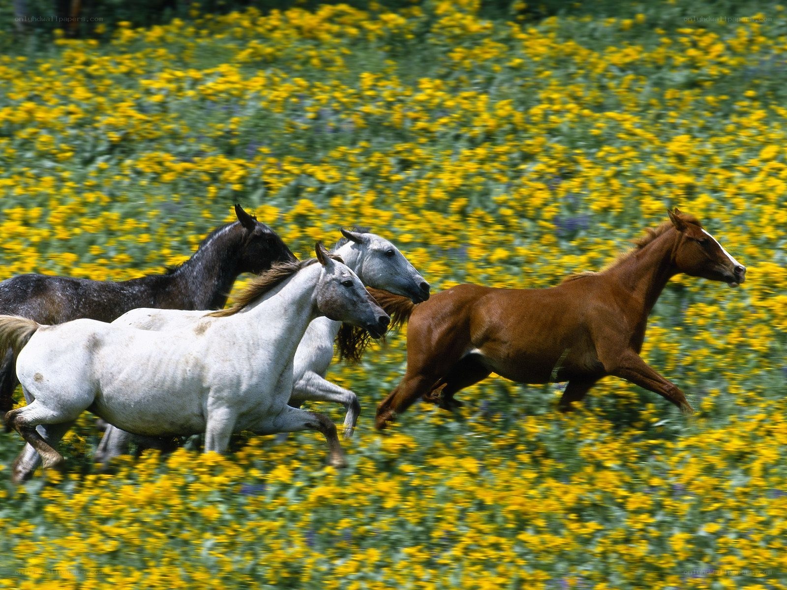 horses running in a field