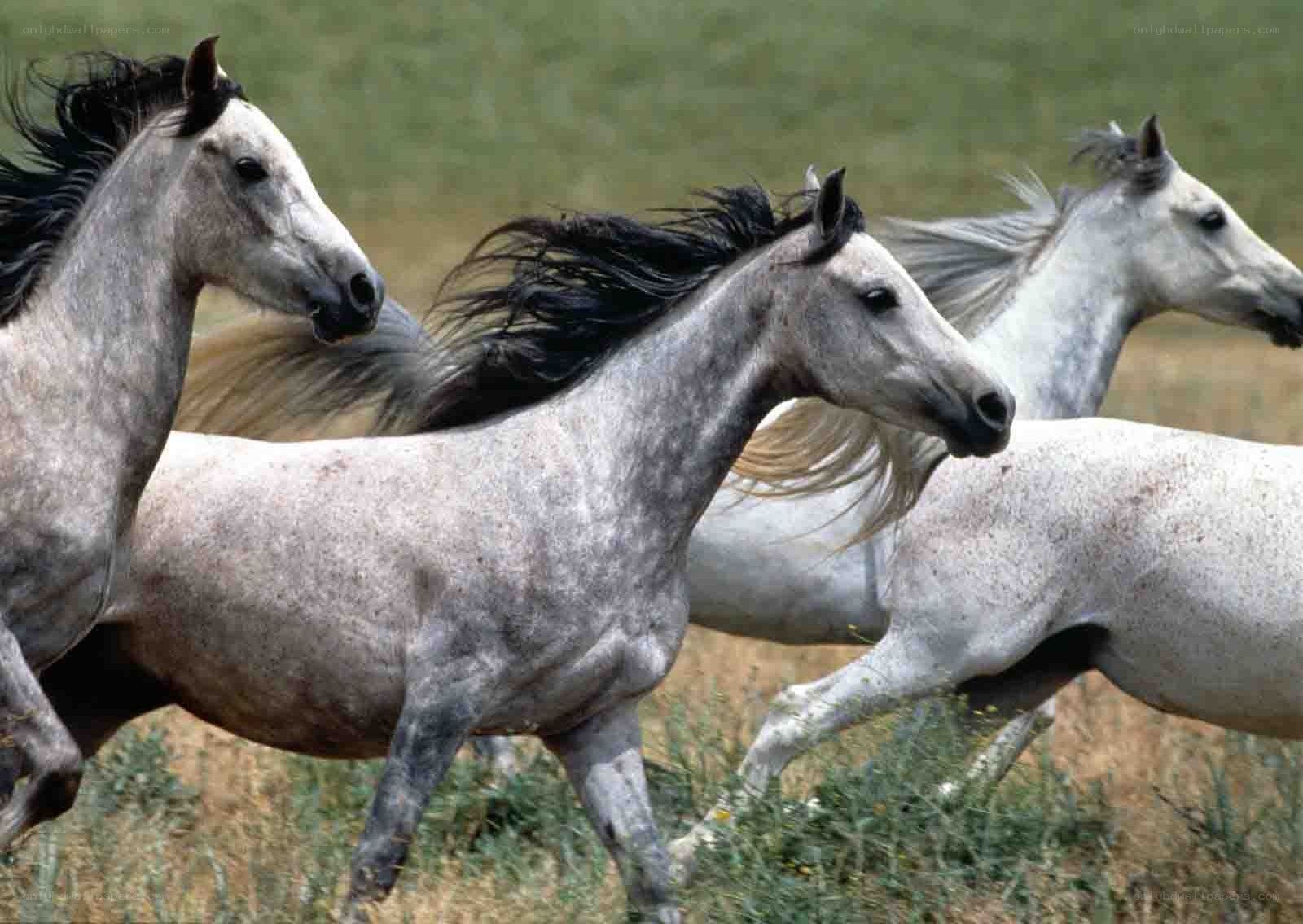 horses running in a field