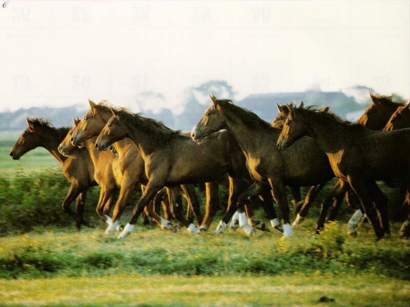 Horses running in a field