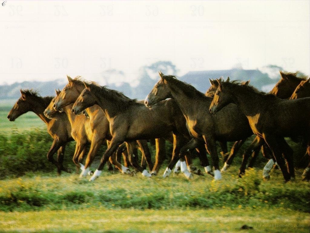 Horses running in a field