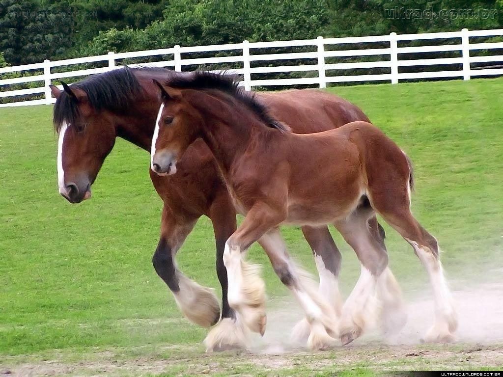 Horses running in a field