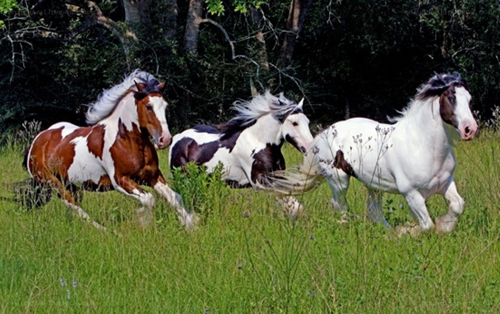 horses running in a field