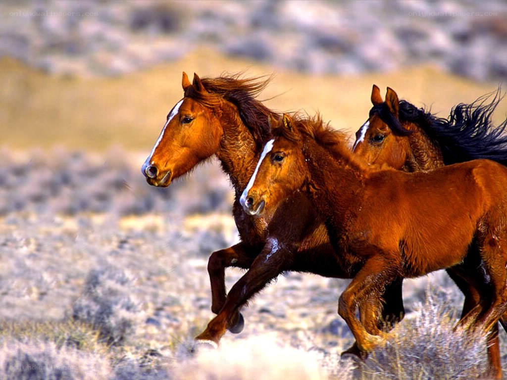 horses running in a field