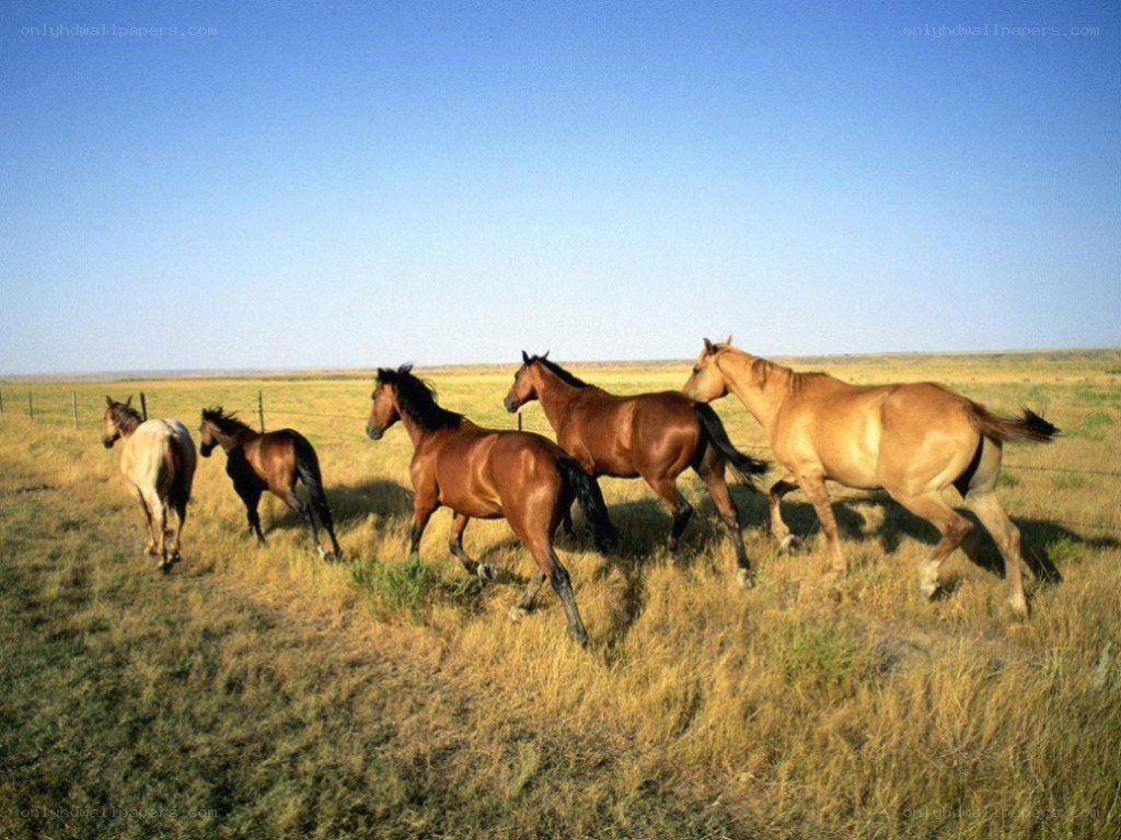 horses running in a field