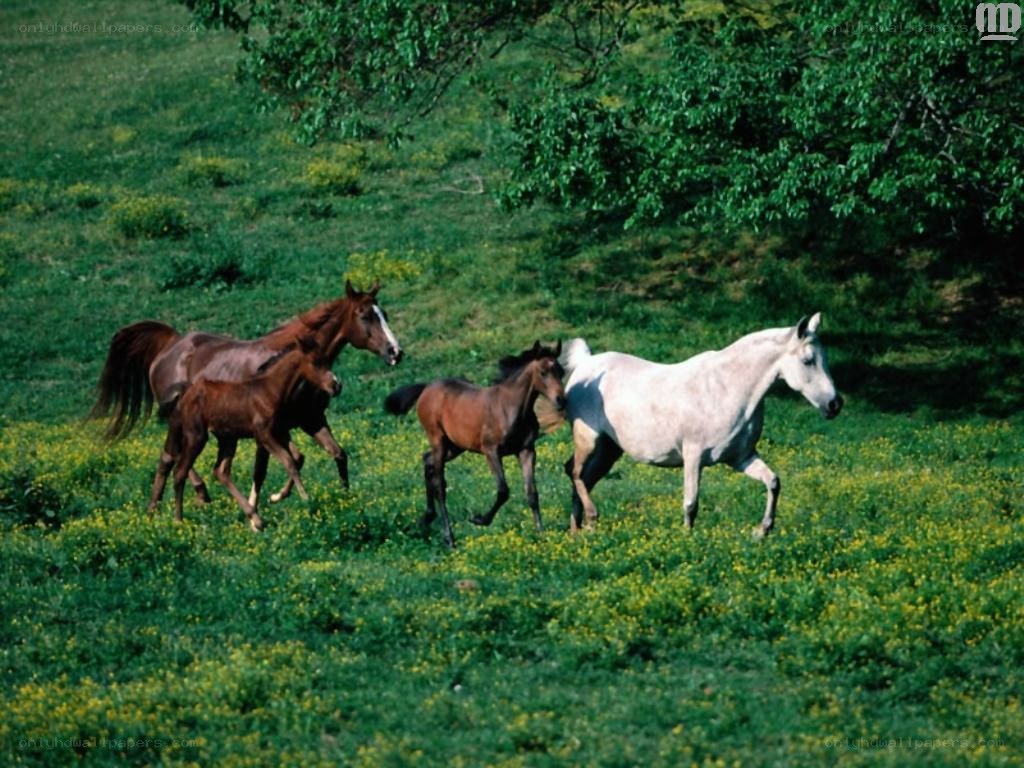 Horses running in a field