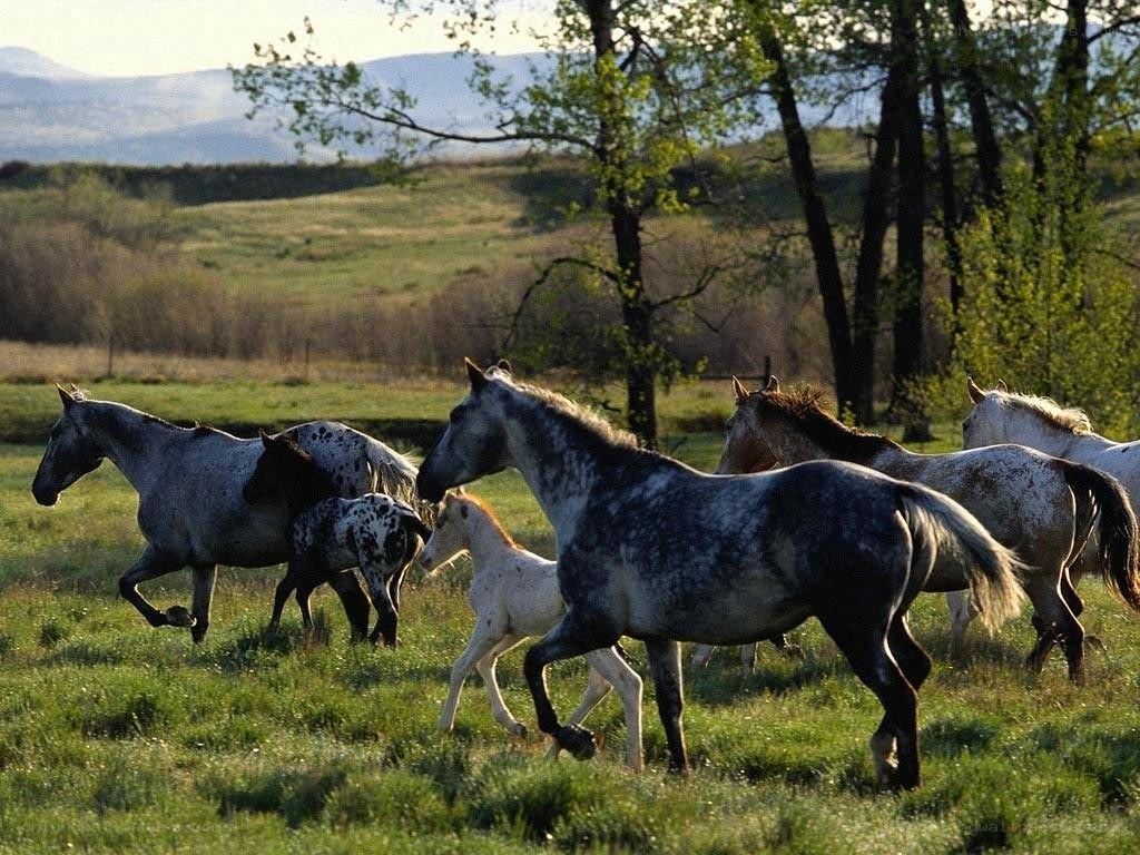 Horses running in a field