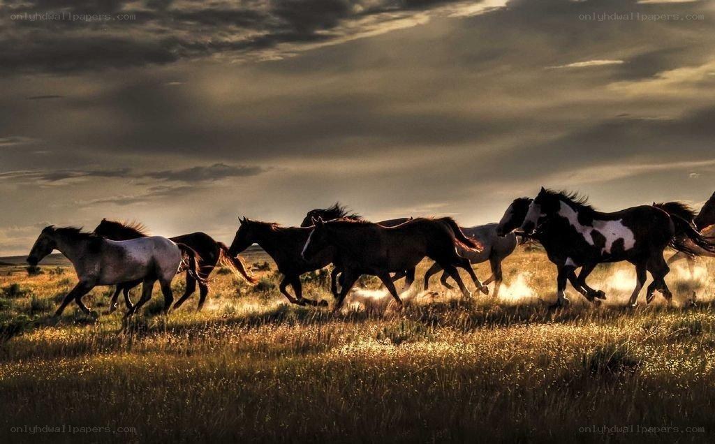 Horses running in a field