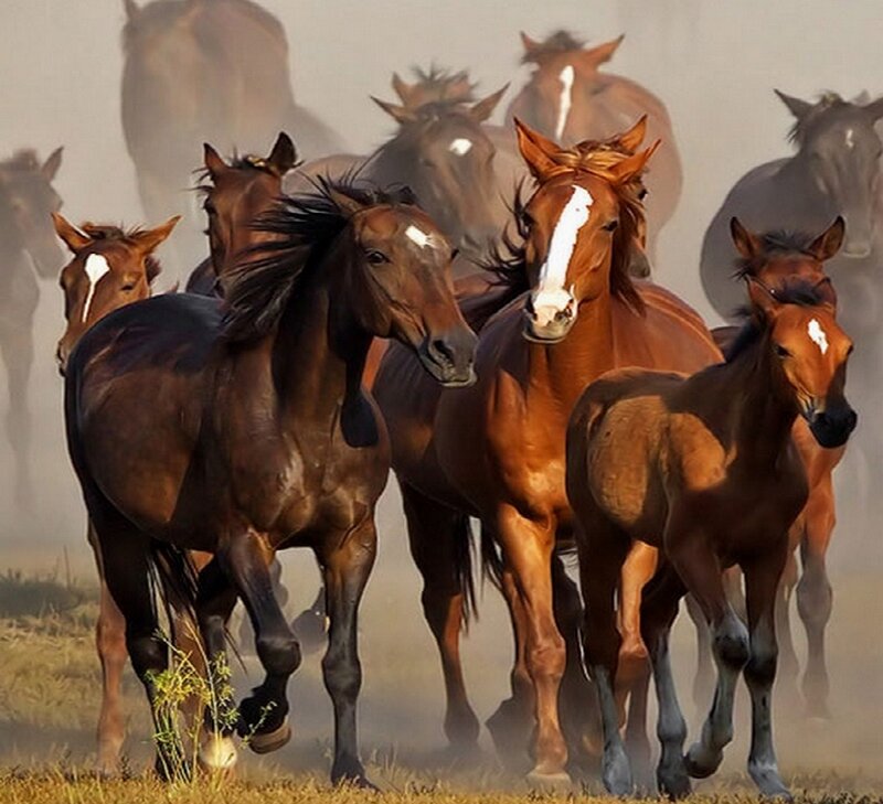 horses running in a field