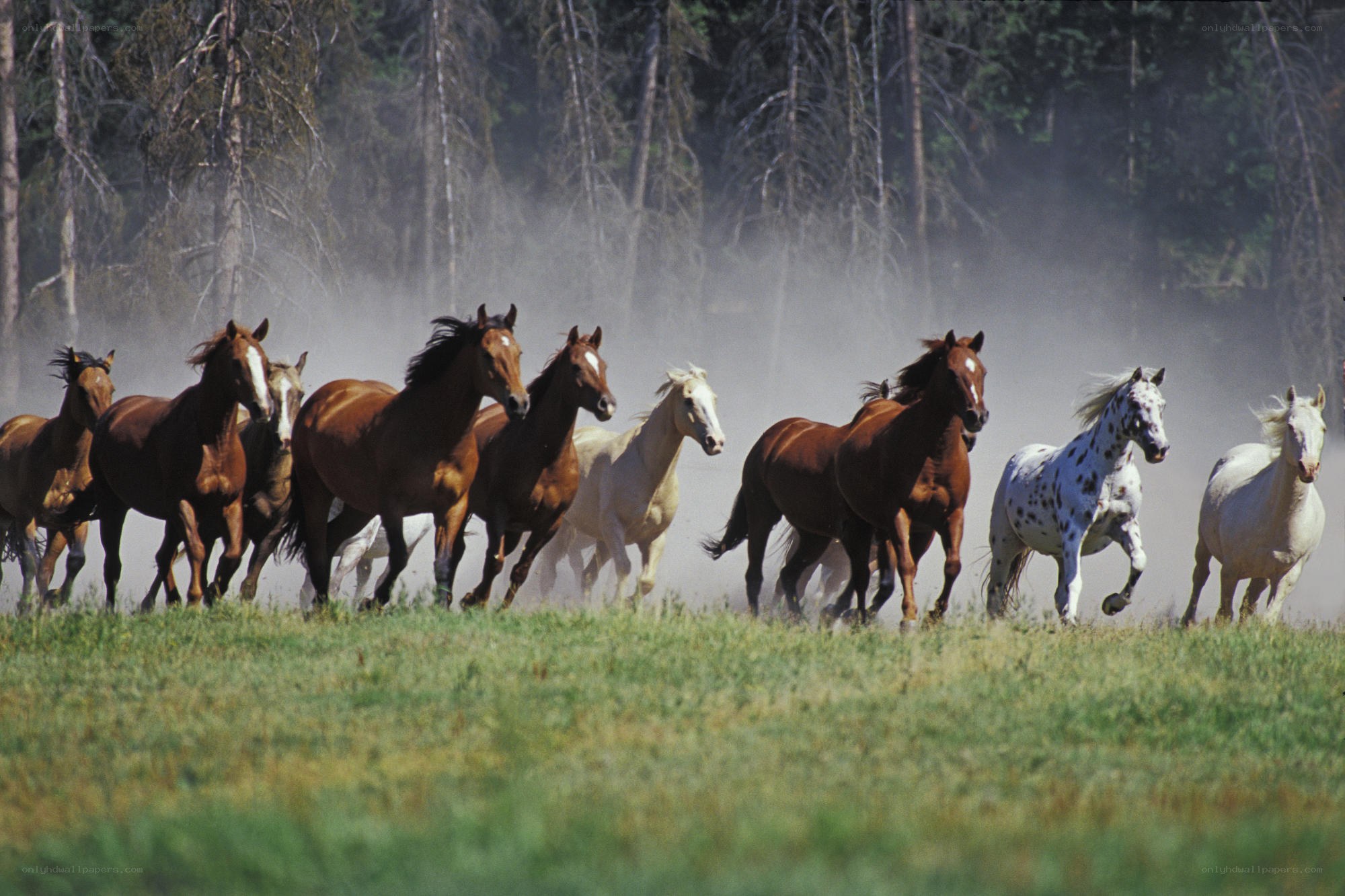 horses running in a field