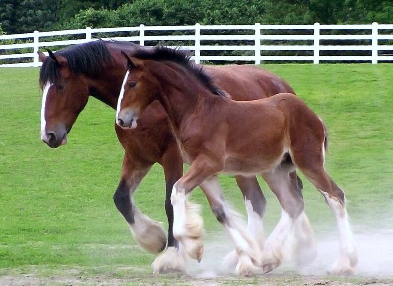 horses running in a field