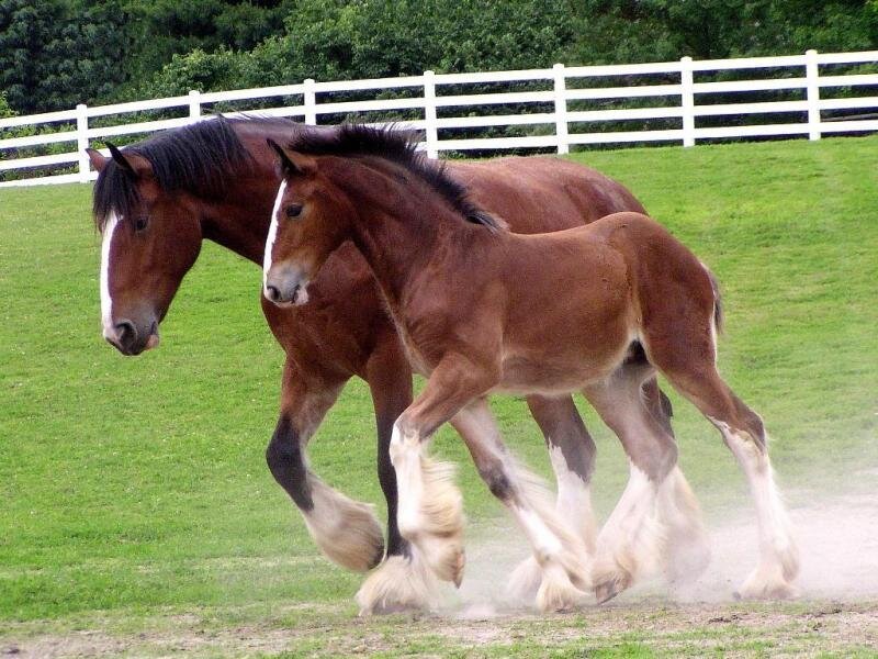 Horses running in a field