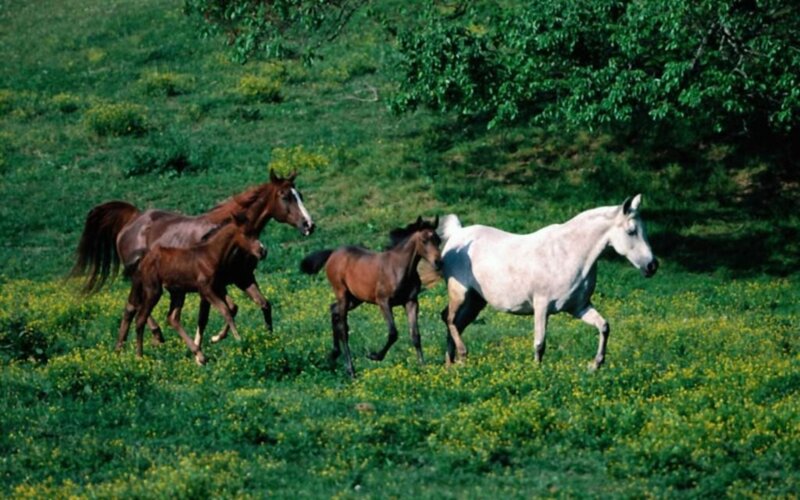Horses running in a field