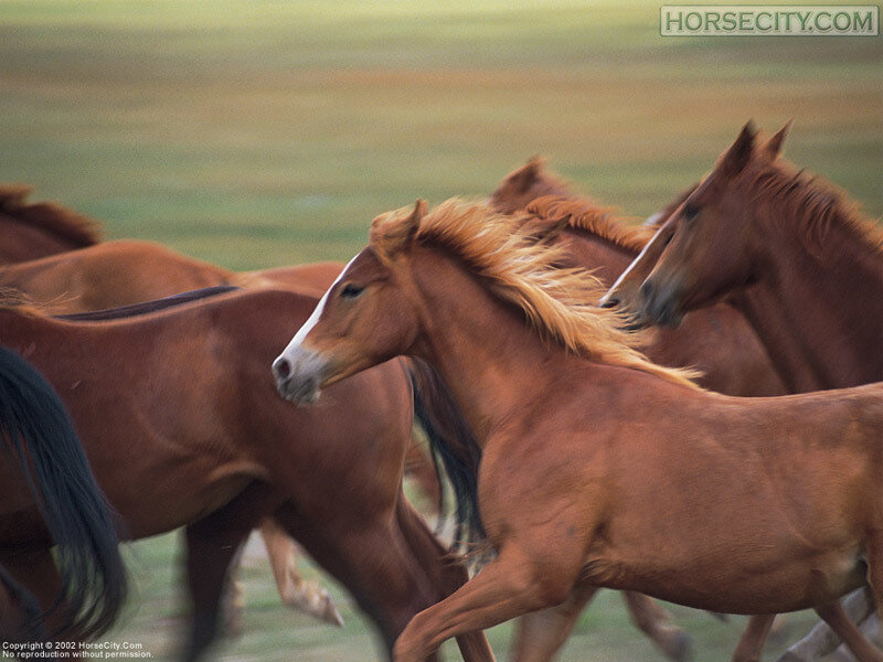 horses running in a field