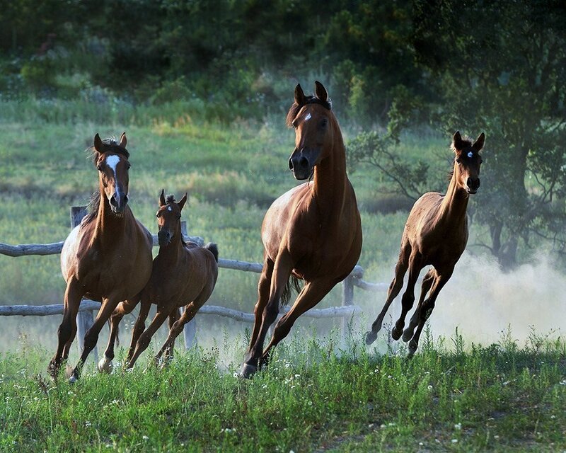 horses running in a field
