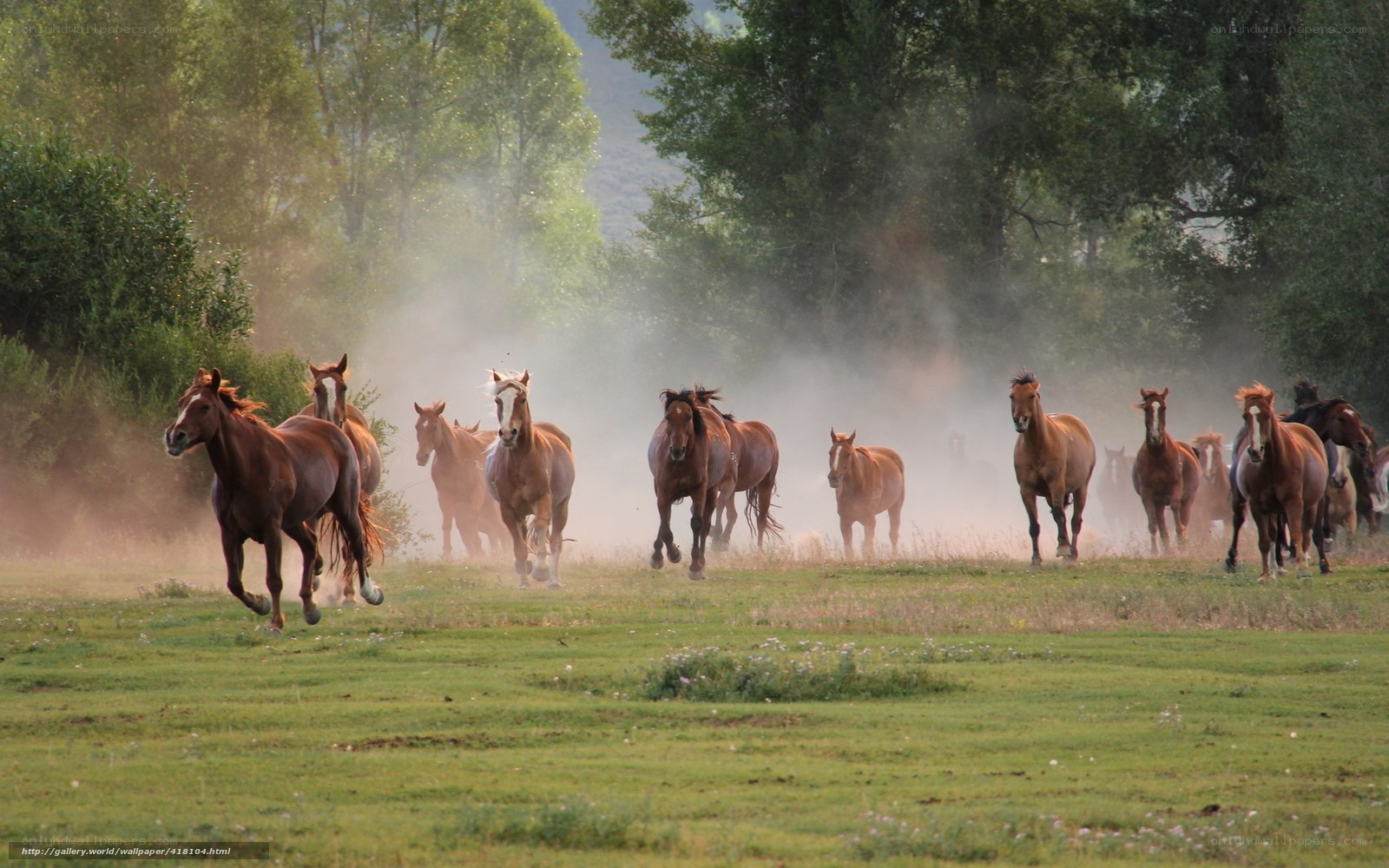 Horses running in a field