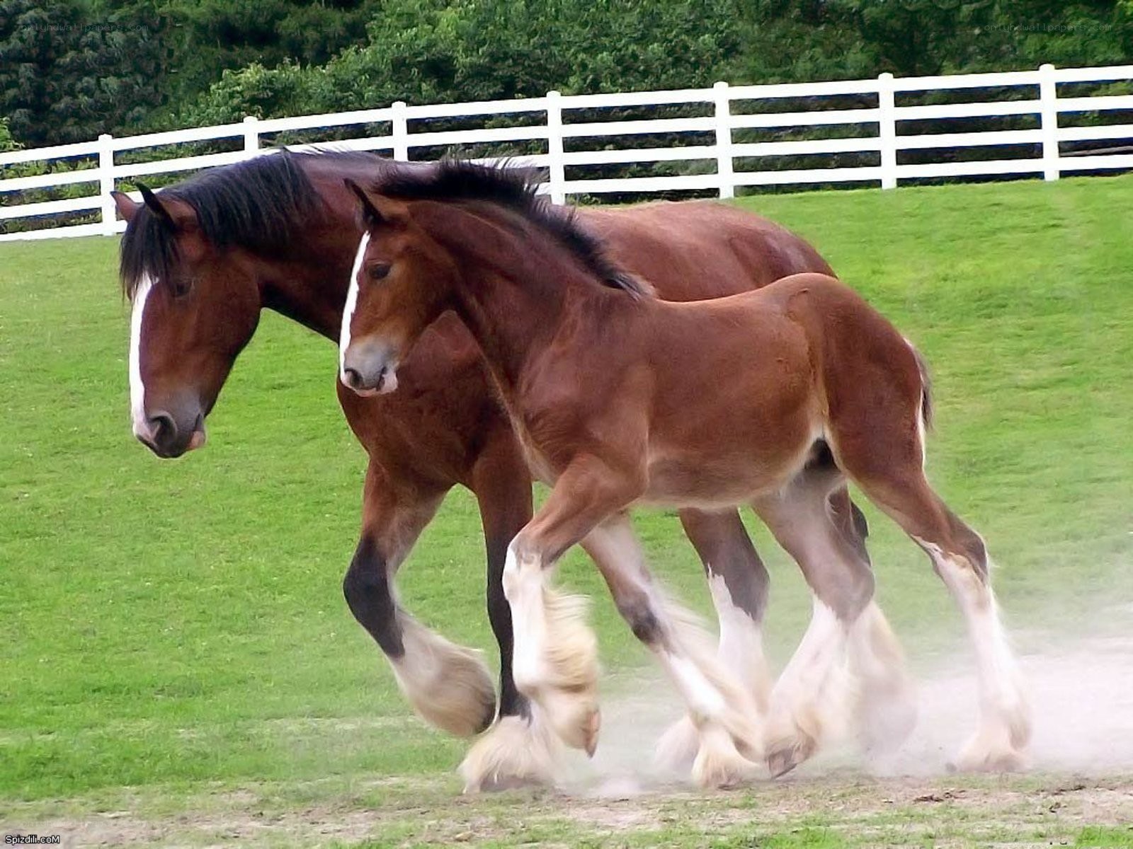 horses running in a field