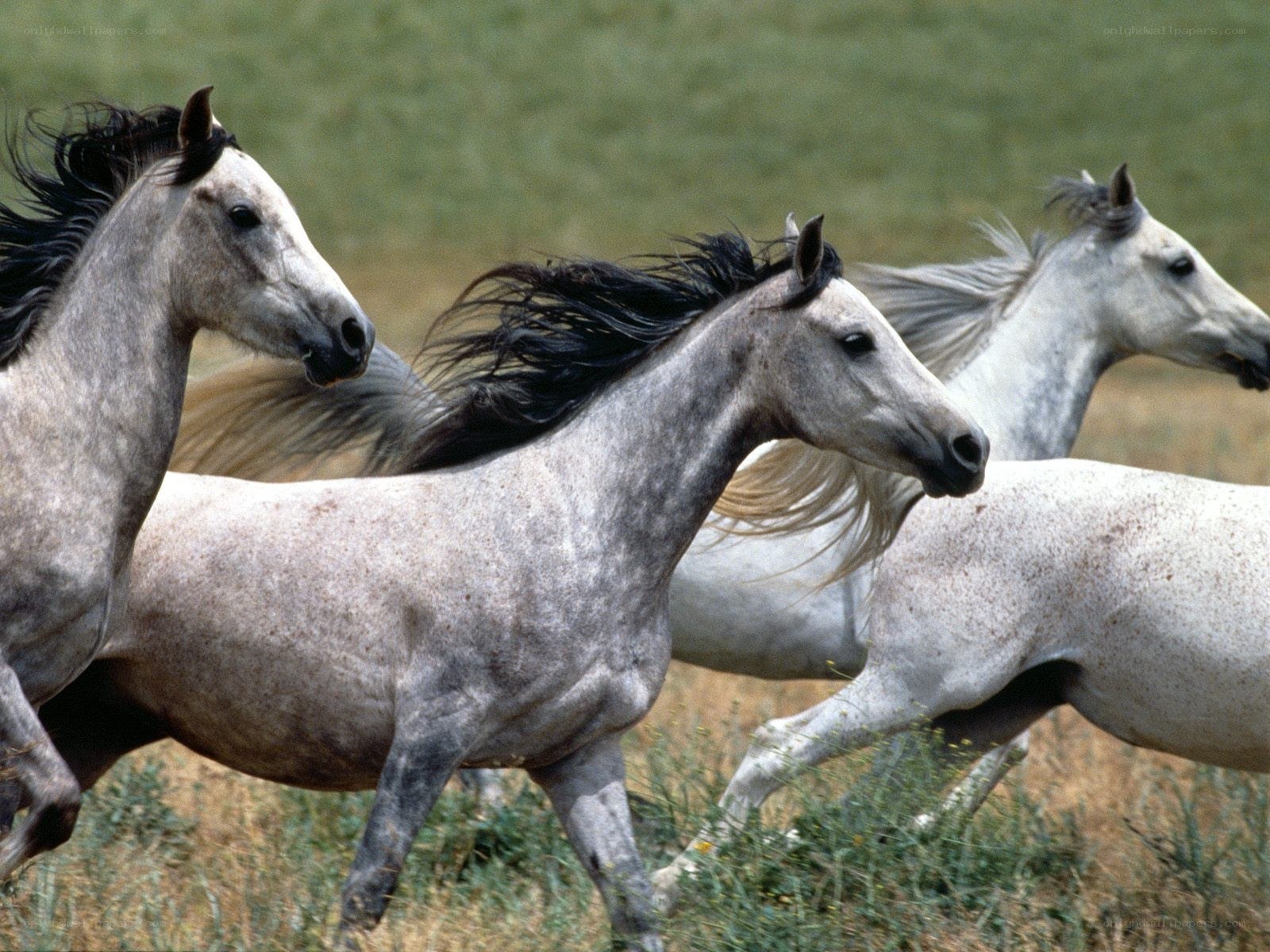 horses running in a field