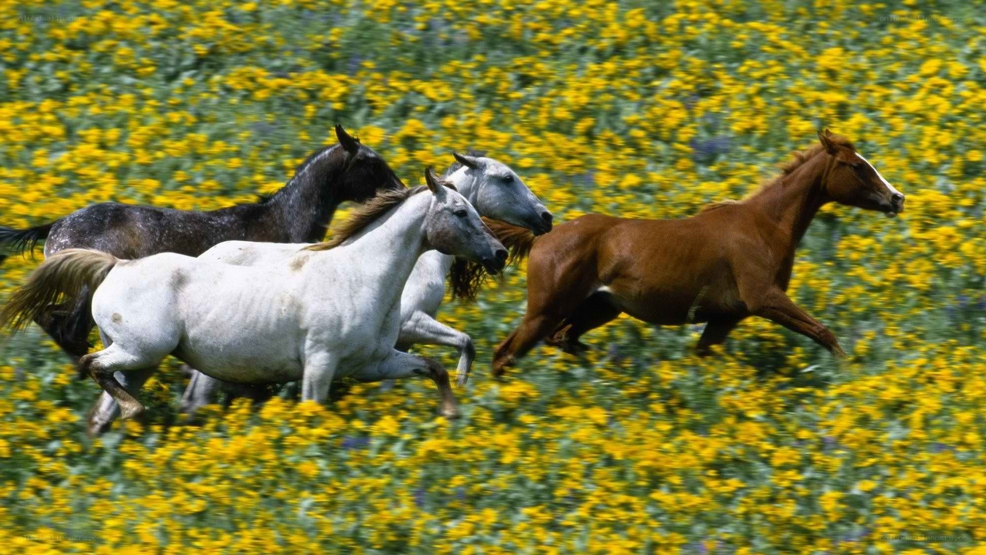 horses running in a flower field