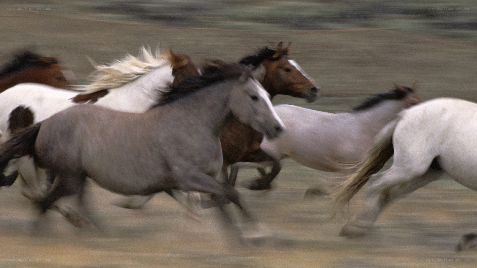 horses running in a herd