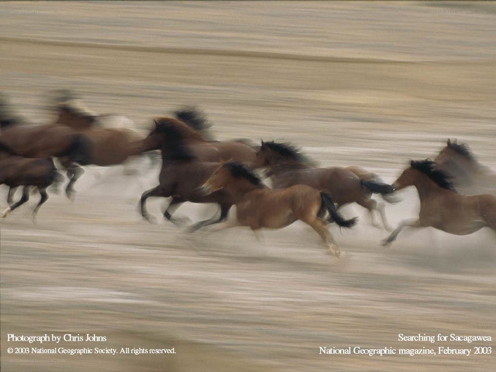 Horses running in a herd