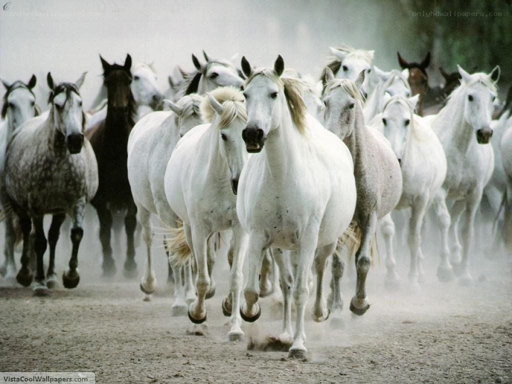 Horses running in a herd