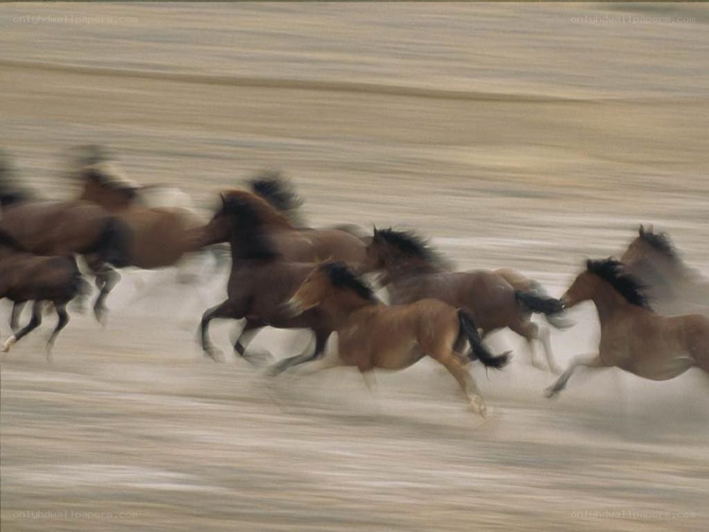 horses running in a herd