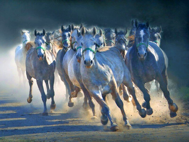 horses running in a herd