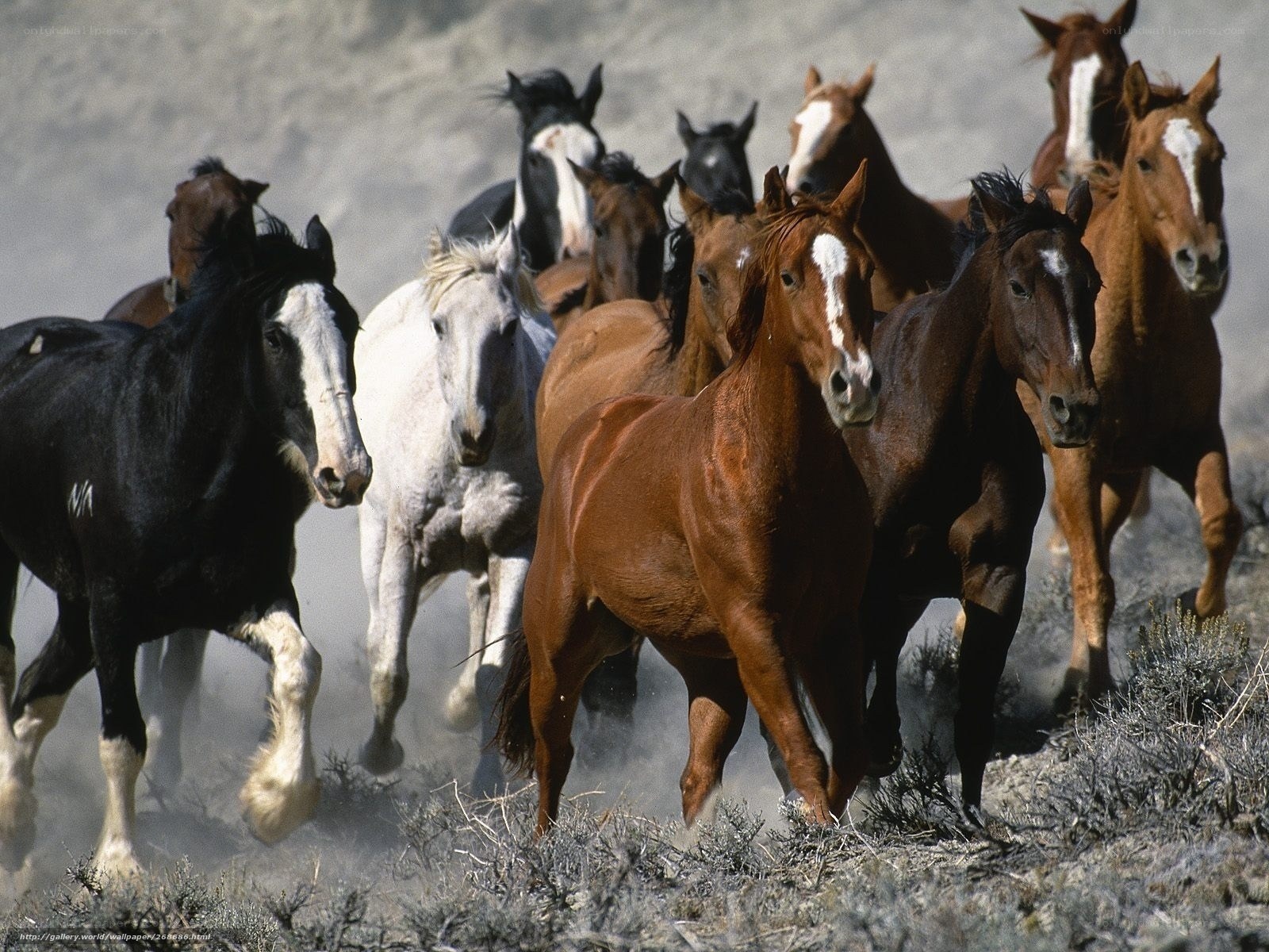 Horses running in a herd