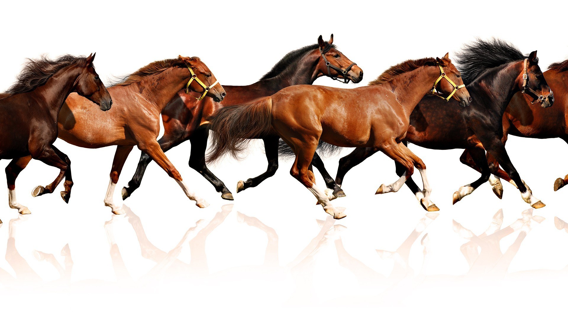 horses running in a line