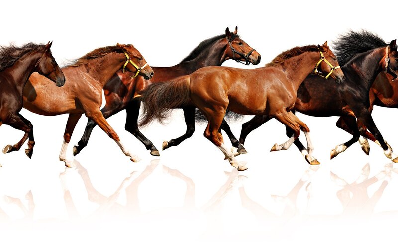 horses running in a line