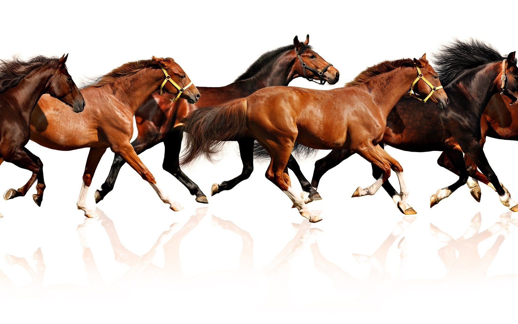 horses running in a line