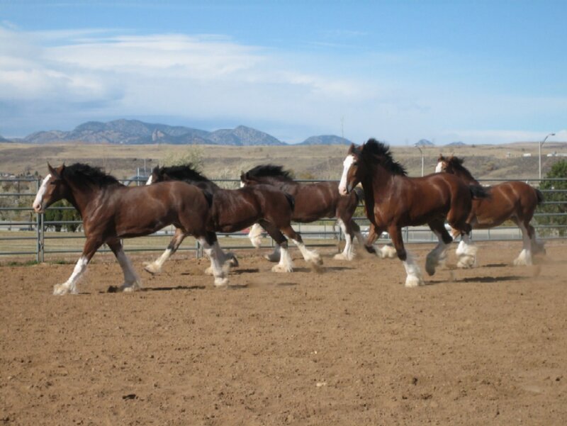 horses running in a paddock